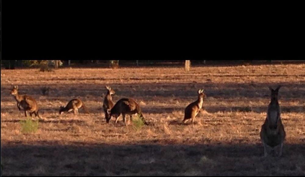 Busselton Guest House ภายนอก รูปภาพ